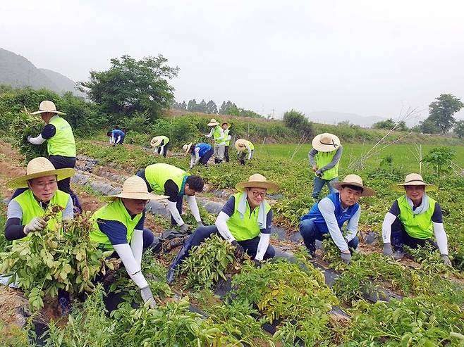 이재식 농협중앙회 부회장(오른쪽 세번째)과 노삼석 (주)한진 대표이사 사장(오른쪽 두번째)은 28일 경기도 파주시 소재 농가에서 임직원들과 함께 농촌일손돕기를 실시했다. 농협 제공