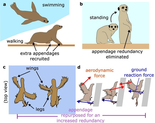 변신로봇에 영감을 준 바다표범·미어캣·새 동작들 [Eric Sihite et al., Nature Communications 제공. 재판매 및 DB 금지]