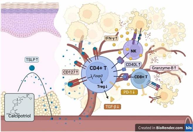 Calcipotriol이 악성뇌교종 증식억제를 유도하는 면역조절에 대한 기전.[자료=고려대 안암병원]