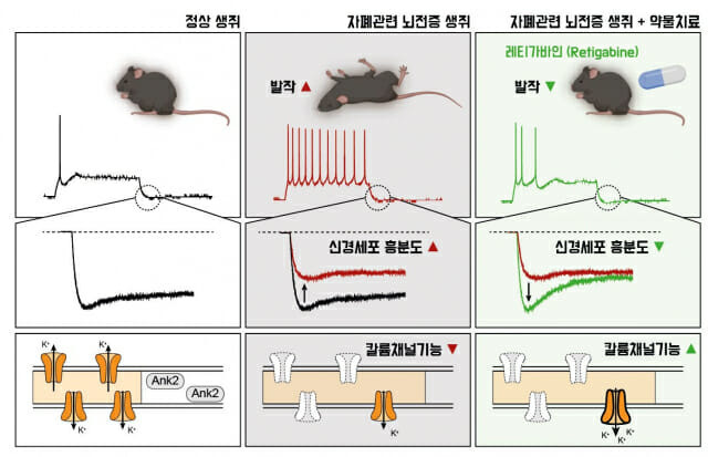 약물치료를 통한 자폐 관련 간질 증상 완화. 자폐 관련 뇌전증 생쥐 모델에서 칼륨 채널의 기능이 감소하면서 신경세포의 흥분도가 증가하고, 이로 인해 발작 증세를 보였다. 연구진은 뇌전증 치료제의 한 종류인‘레티가바인(Retigabine)’을 이용하여 칼륨 채널의 기능을 강화시켰을 때, 신경세포의 흥분성이 정상 수준으로 회복되고 뇌전증 발작 관련 사망이 감소됨을 확인했다. (자료=IBS)