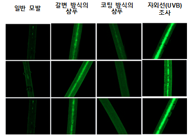 염색 원리가 다른 두 염색샴푸 후 모발 표면 하이드록시 라디칼 비교(형광현미경검사).