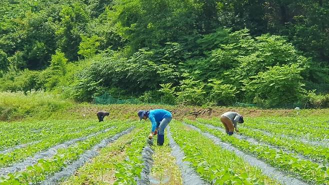 필리핀에서 온 공공형 국외 계절노동자들이 지난 27일 충북 괴산군 불정면의 콩밭에서 일하고 있다. 오윤주 기자