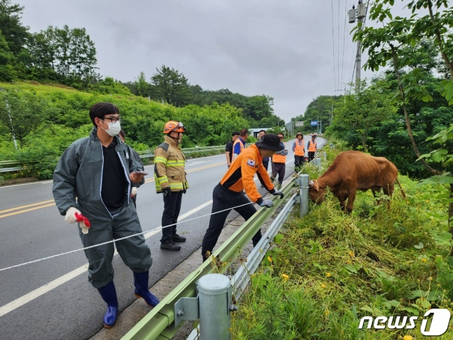 경매에 오르기 직전 경매장 주차장에서 탈출한 소. 3㎞ 떨어진 도로변에서 11일 만에 발견됐다. /사진=뉴스1(합천축협 제공)