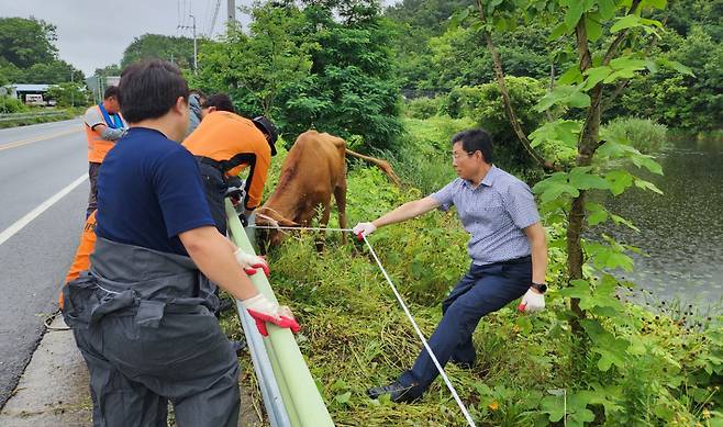 지난 26일 경남 합천군 한 도롯가 옆 연못에서 생후 50개월 된 500㎏ 암소가 구조되고 있다. 이 암소는 지난 15일 합천축협 경매장에서 탈출했다 11일 만에 발견된 것이다. [연합]