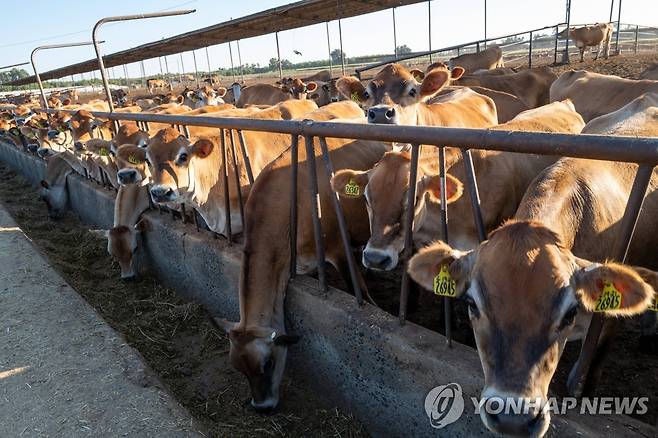 미 캘리포니아의 소 농장 [AFP 연합뉴스 자료사진. 재판매 및 DB 금지]