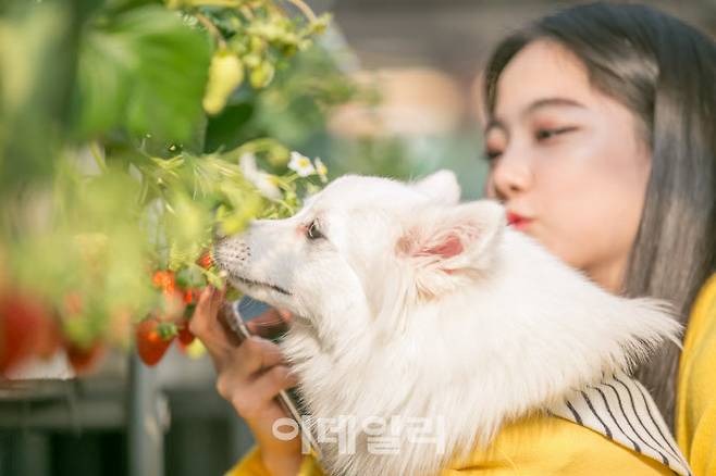 반려견과 함께 하는 딸기농장 체험 (사진=펫츠고트래블 제공)