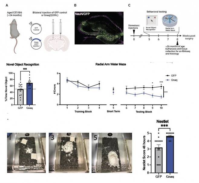 Gaq 활성화 유전자 조작에 의한 생쥐의 노화성 기억 감퇴 회복. 사이언스지 제공