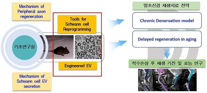 [부산=뉴시스] 동아대 말초신경 변성-재생 커플링 연구실 개념도. (사진=동아대 제공) *재판매 및 DB 금지