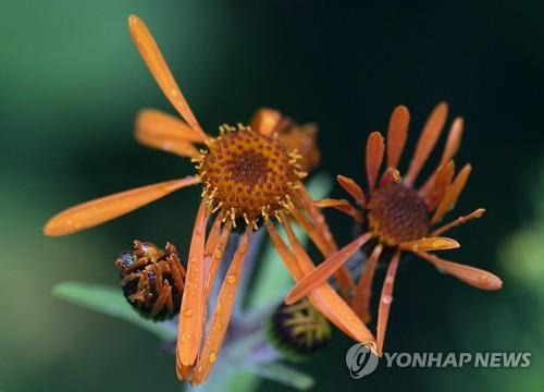 7월의 금대봉 야생화 '산솜방망이' [연합뉴스 자료사진]