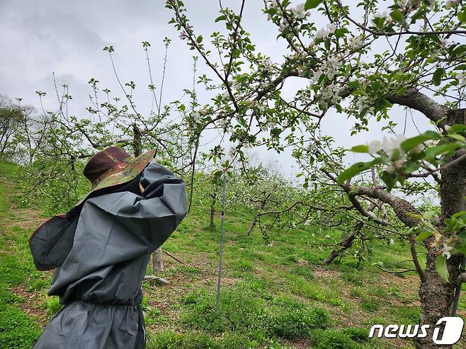 6월30일 충북 괴산군과 음성군 과수농가에서 과수화상병이 1건씩 추가됐다. 충북의 누적 피해 건수는 77건, 피해 면적은 29.2㏊로 늘었다.(사진은 기사 내용과 무관함) / 뉴스1 ⓒ News1