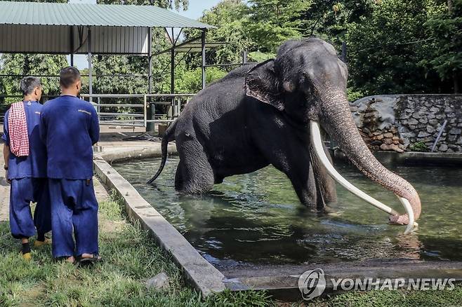 태국 귀환하는 코끼리 [EPA 연합뉴스 자료사진. 재판매 및 DB 금지]