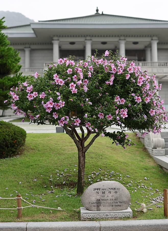 김대중 대통령이 2000년 첫 남북정상회담 후 기념식수한 무궁화 / 사진=연합뉴스