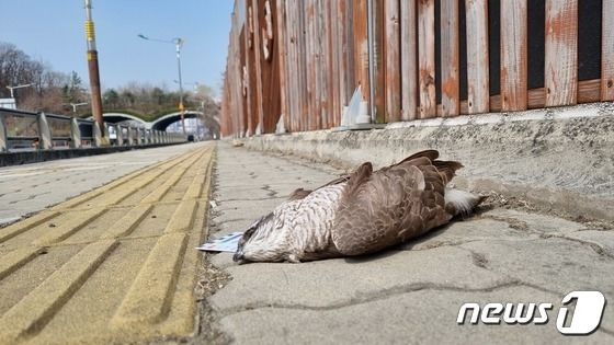 인천시 서구 국제대로 인근 투명방음벽 인근에서 발견된 새매 사체. 새매는 투명방음벽에 충돌해 죽은 것으로 추정됐다.(인천녹색연합 제공)2023.7.1/뉴스1 (C) News1 박아론 기자