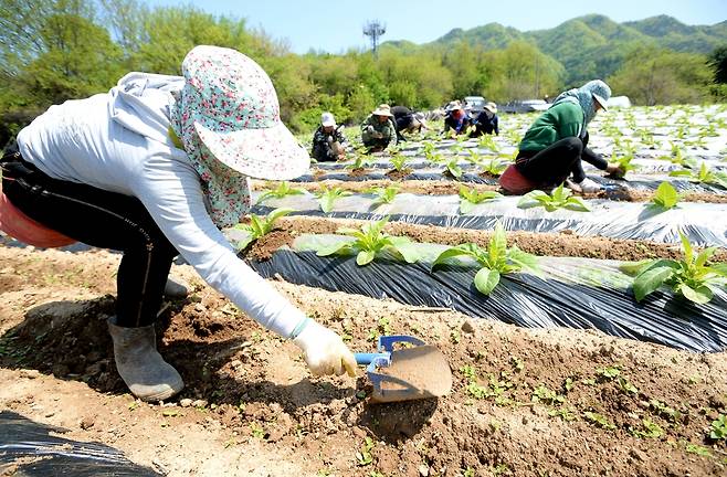 화천지역 외국인 계절근로자 [화천군 제공.재판매 및 DB 금지]