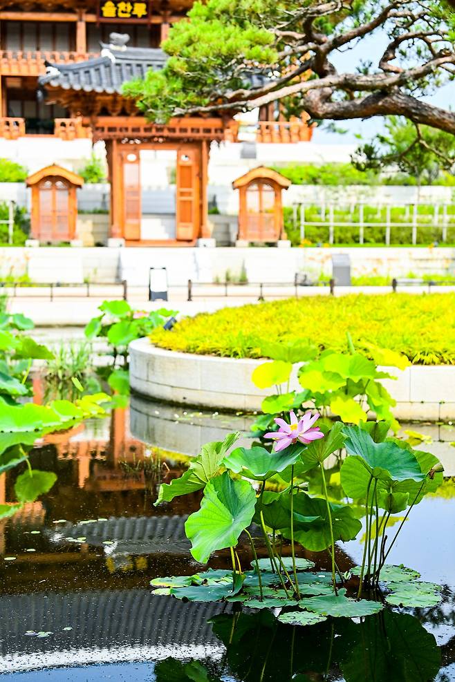 국립세종수목원 한국전통정원에 핀 아라홍련 (사진=국립세종수목원 제공