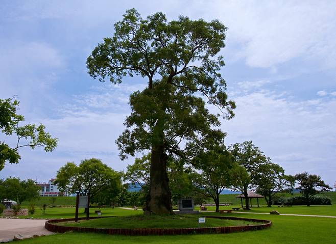 충남 서산 해미읍성 회화나무
