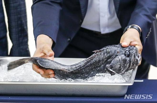 [서울=뉴시스] 정병혁 기자 = 15일 서울 동작구 노량진수산시장에서 우리 수산물 지키기 운동본부 발대식이 마친 뒤 열린 우리 수산물 소비촉진 행사에서 한 참석자가 우럭을 들고 있다. 2023.06.15. jhope@newsis.com