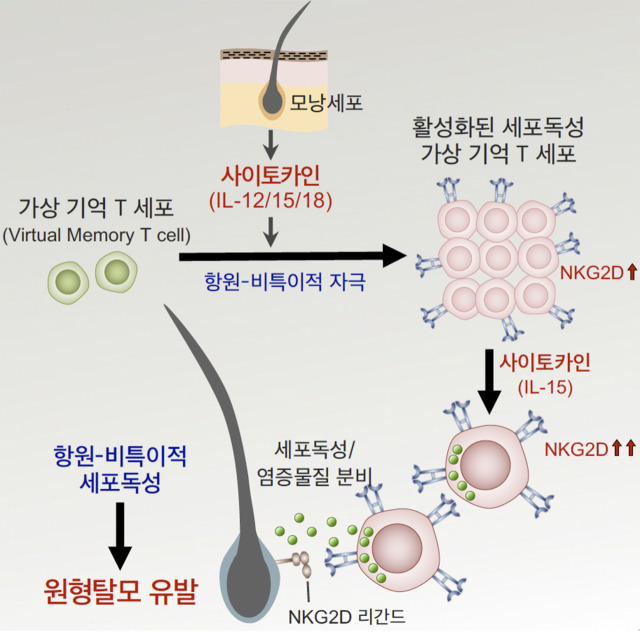 만성 염증질환인 원형탈모증의 발병 기전 연구 모식도. 사진제공=KAIST