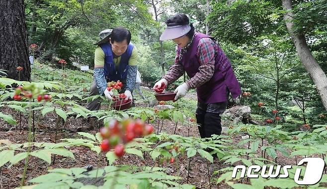 함양 산양삼 씨앗 채취 장면(함양군 제공).