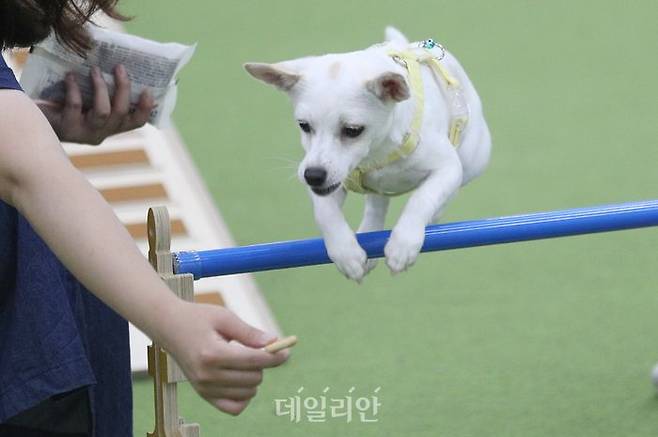 강아지 한 마리가 간식을 눈앞에 두고 장애물을 넘고 있다. ⓒ연합뉴스