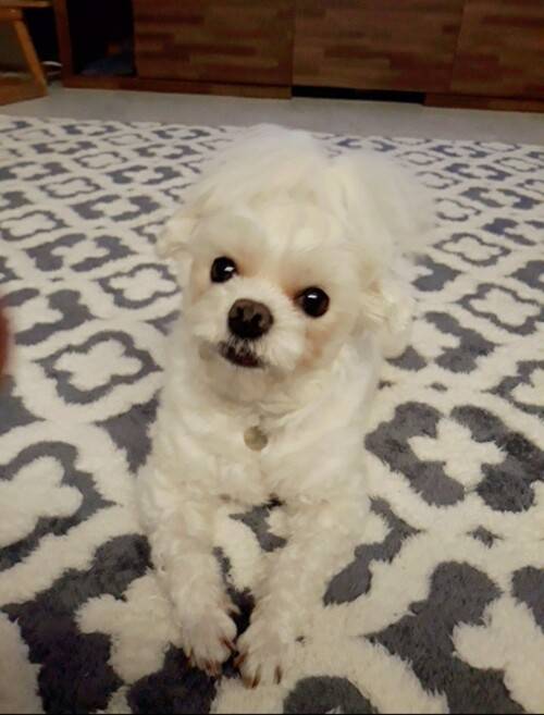 11년 전 가족이 된 몰티즈 ‘뿌꾸’.