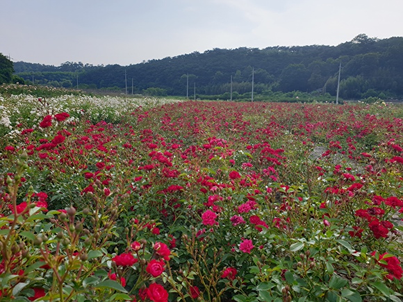 노동저수지 주변에 조성된 꽃정원  [사진=고창군 ]