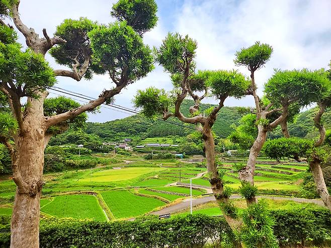 나무 사이로 보이는 가스가 취락[사진/현경숙 기자]