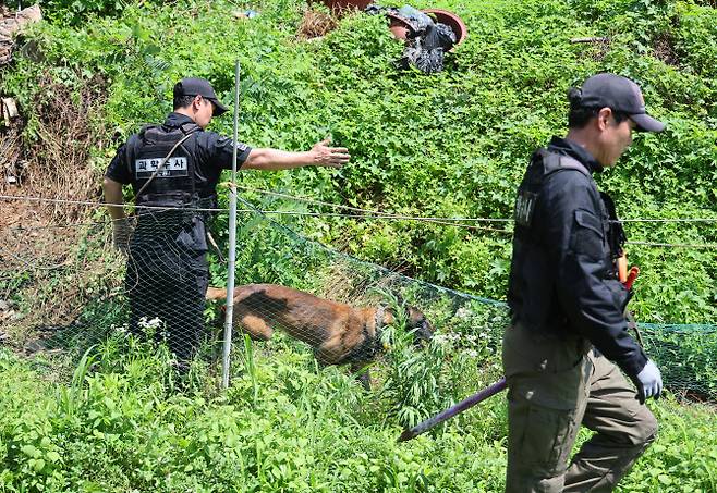 5일 오전 경찰과 수색견이 영아 시신이 암매장 된 것으로 추정되는 부산 기장군 기장읍 죽성리 한 야산을 수색하고 있다. 이곳은 아동학대치사 혐의로 불구속 입건돼 경찰 수사를 받는 친모 A씨가 8년 전인 2015년 2월 생후 8일 된 본인의 딸 B양이 집에서 갑자기 숨지자 유기했다고 지목한 곳이다.(사진=연합)