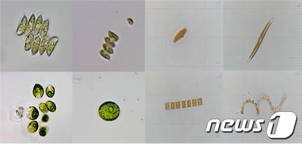 해양 미세조류 형태(해양수산부 제공)