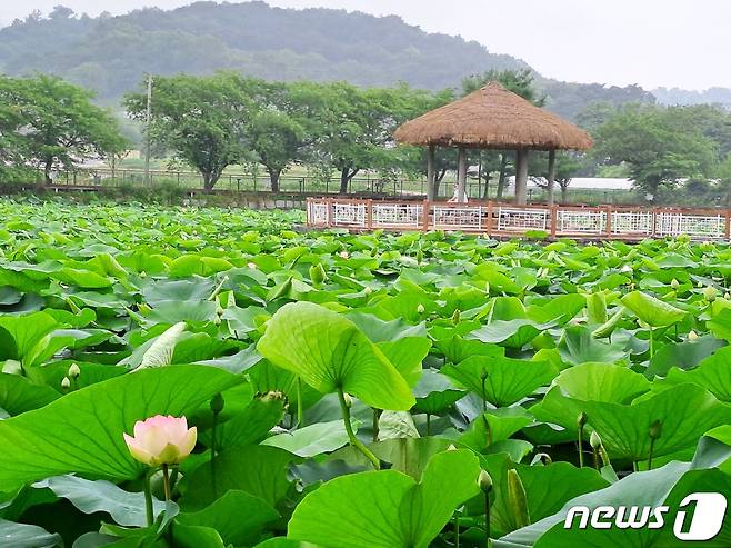 면천 골정지 연꽃 모습(당진시 제공)/뉴스1