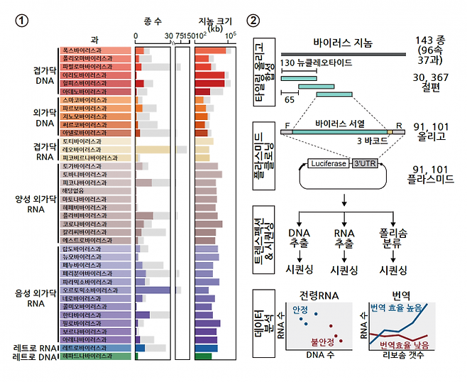 새로운 조절 RNA 서열을 찾는 연구팀의 스크리닝 전략. IBS 제공.