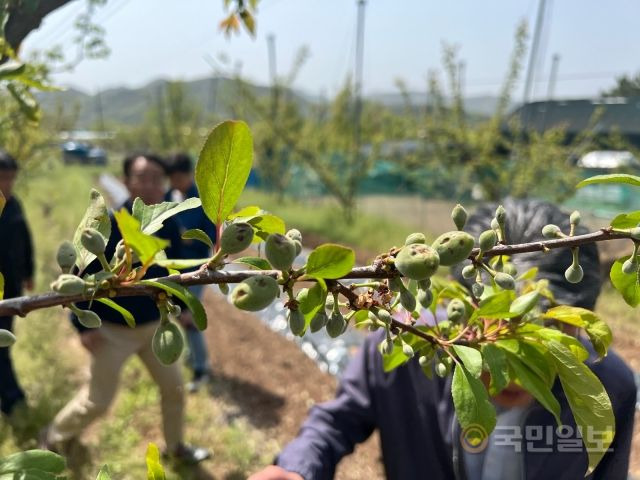 올해 4월 우박 피해 입은 플럼코트 현장. 경주시 제공