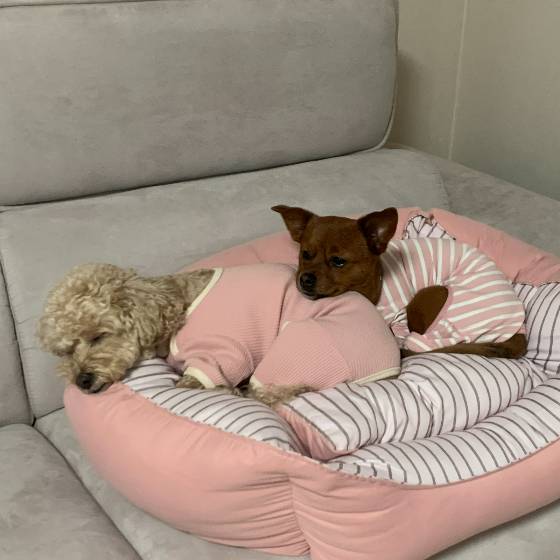 착한 땅콩이는 집에 새로 온 꼬물이들에게 곁을 기꺼이 내어주었다. 땅콩이 언니가 마냥 좋은 오구. 몸에 고개를 포개었다. 귀엽다./사진=김재이씨 제공