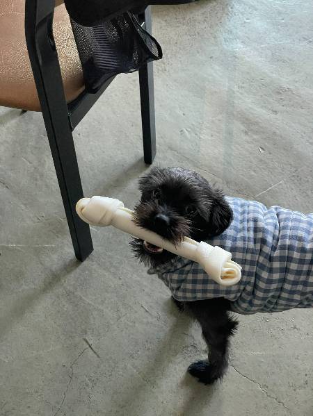 개껌을 물고 있는 까망이. 너무 큰 거 아니니. 귀여워서 한 문단마다 사진을 넣고 있어요. 이해해주세요./사진=김재이씨 제공