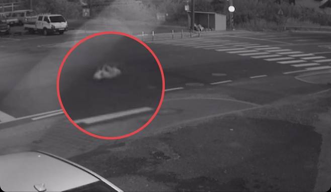 교통사고가 났을 당시 노을이의 모습. 하마터면 죽을뻔했다./사진=김재이씨 제공