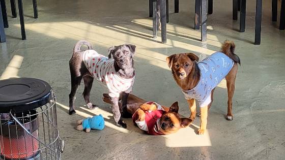 트럭에 버려진 뒤 발견돼 이리 잘 커준, 오구, 까망이, 차차./사진=김재이씨 제공