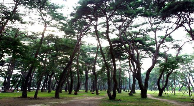 하동송림 전경./사진=경남도 제공