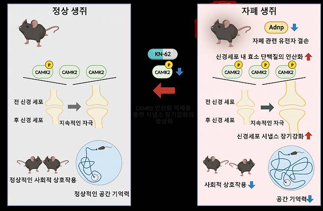 ADNP 결손 자폐 생쥐의 시냅스 이상과 회복.[IBS 제공]