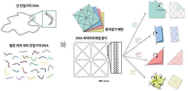종이접기 패턴 형태의 DNA 와이어프레임 종이 나노구조체 및 원하는 부분의 접힘을 통한 다양한 모양으로의 형상 변형 개념도. (사진=과기정통부 제공) *재판매 및 DB 금지
