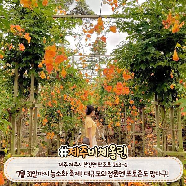 능소화 명소 제주 비체올린 / @emin_zy