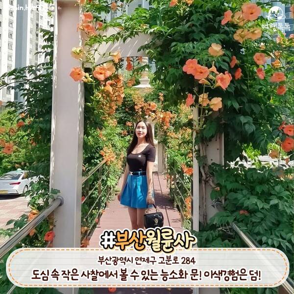 능소화 명소 부산 월륜사 /&nbsp;@shin.hye90&nbsp;