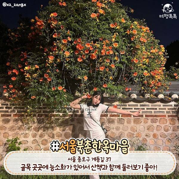 능소화 명소 서울 북촌 한옥마을 /&nbsp;@xz_zangx&nbsp;&nbsp;