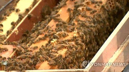 꿀벌 [연합뉴스TV 제공]