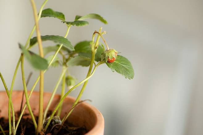 실내 화분에서 딸기 열매가 맺힌 모습. 황문정 제공