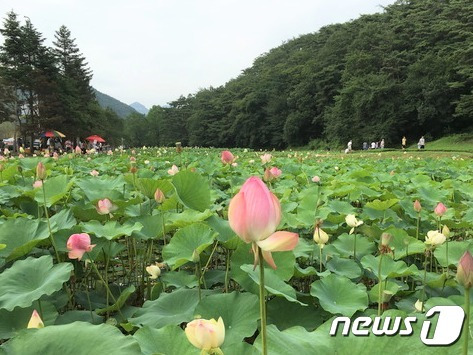 충북 보은군 속리산면 정이품송 인근에 연꽃단지 연꽃이 만개했다. (보은군 제공) /뉴스1