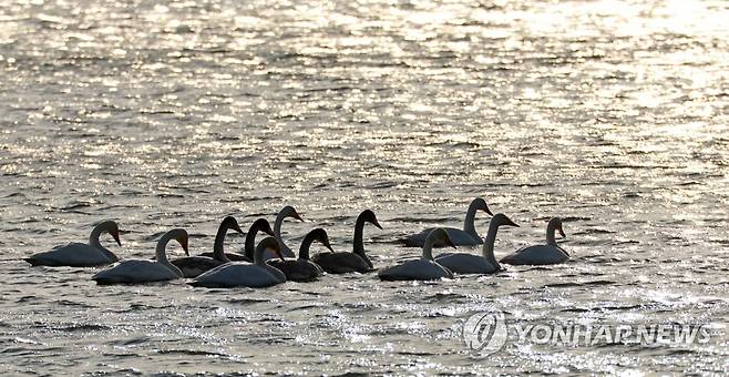 경포호수에서 여유롭게 휴식 취하는 큰고니 [연합뉴스 자료사진]