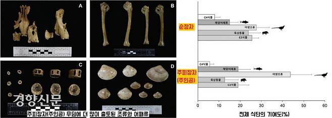 1500년 전 경산사람들의 식단을 분석해보니 무덤 주인공과 낮은 신분의 순장자간 섭취한 음식에 차이를 보였다. 주인공은 꿩과 기러기 같은 야생조류와 어패류를 주로 먹었다. 순장자는 식물을 주식으로 삼았고, 육상초식동물 위주로 섭취했다.|영남대박물관 제공