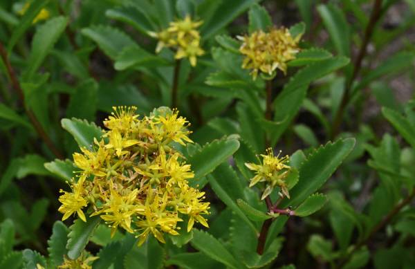 기린초는 난세의 영웅을 기다리는 마음을 담아서인지 꽃말이 ‘소녀의 사랑’, ‘기다림’ 입니다. 박수현 기자