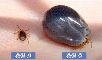SFTS를 매개하는 작은소참진드기. 제주 동부보건소 제공.