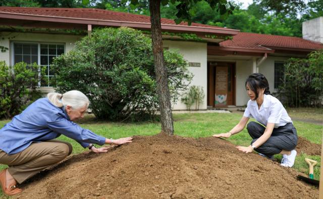 ▲윤석열 대통령 부인 김건희 여사와 세계적인 영장류학자이자 환경운동가인 제인 구달 박사가 7일 서울 용산어린이정원 내 어린이 환경·생태 교육관 예정지에서 산사나무로 기념식수한 뒤 손으로 덮은 흙을 정리하고 있다. ⓒ연합뉴스